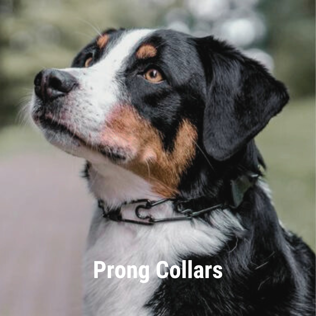 Types of dog training collars hot sale