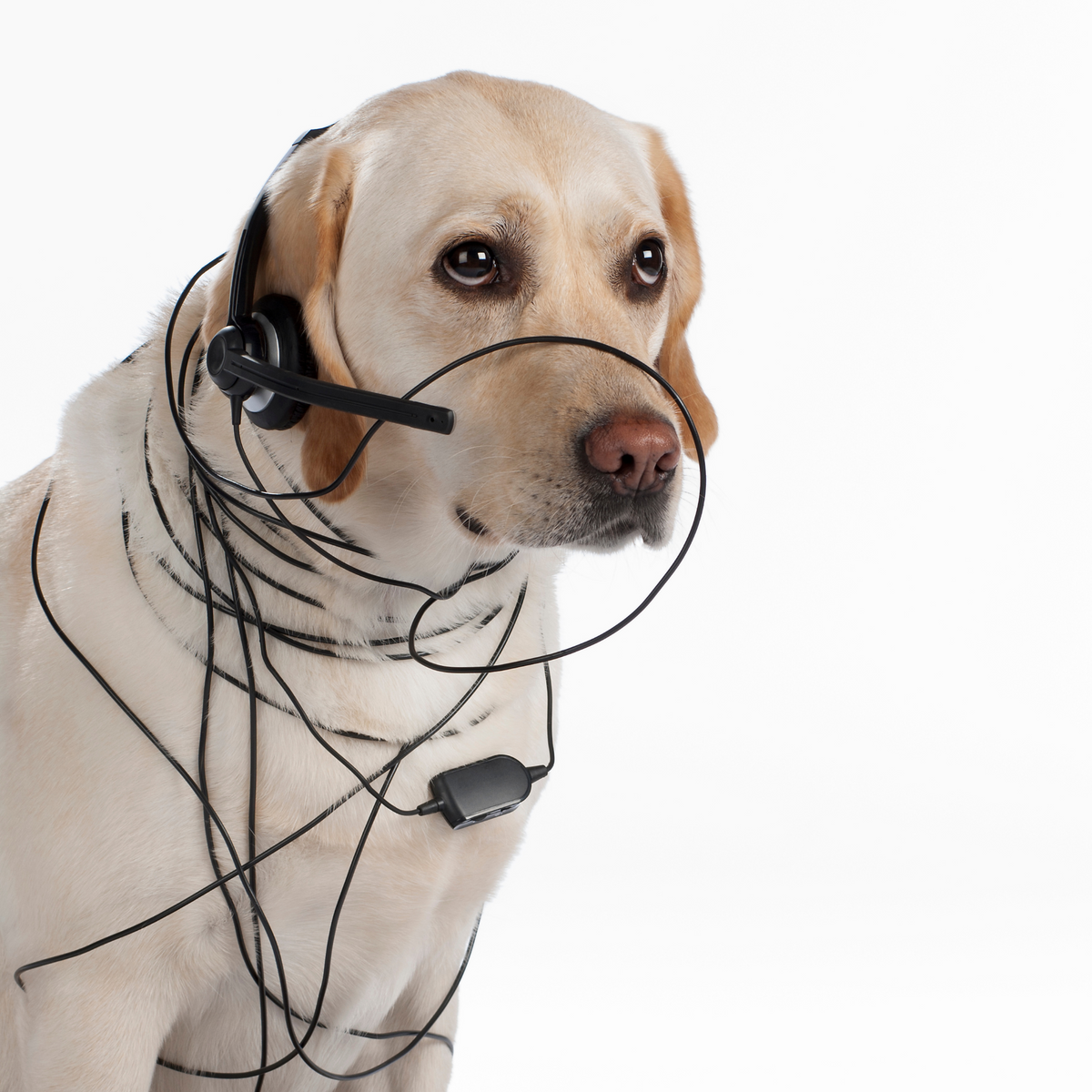 Free 15 Minute Phone Consultation Ruffdog Sports