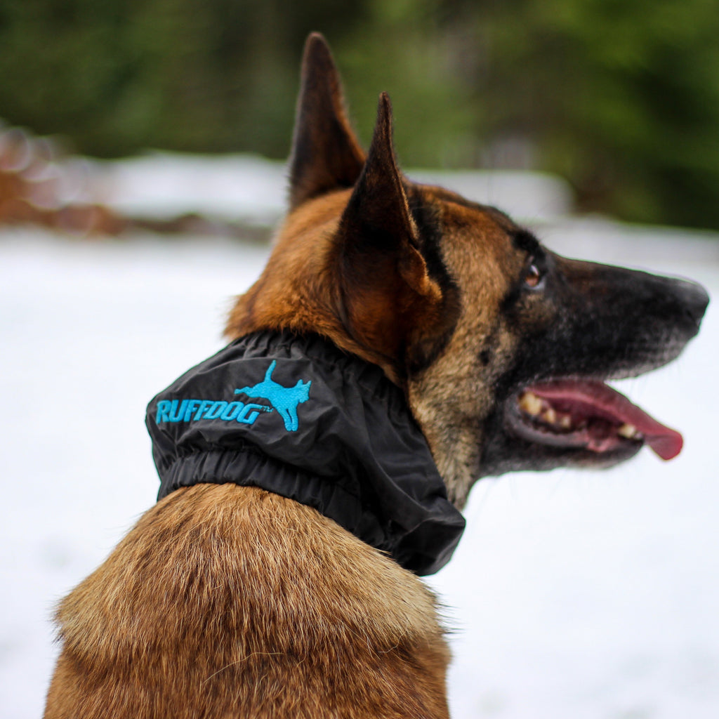 Malinois Dog wearing a Collar Cover to cover training tools