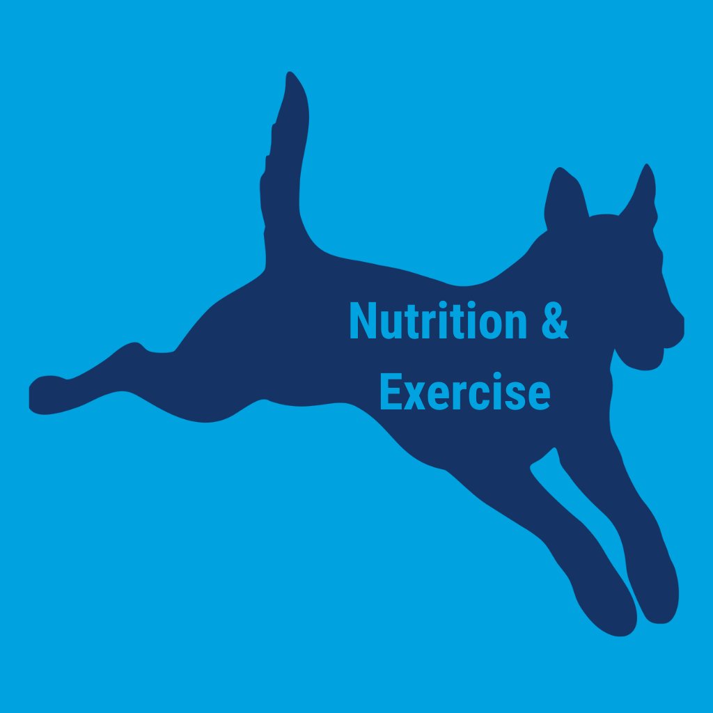 Nutrition and Exercise Products for Dogs