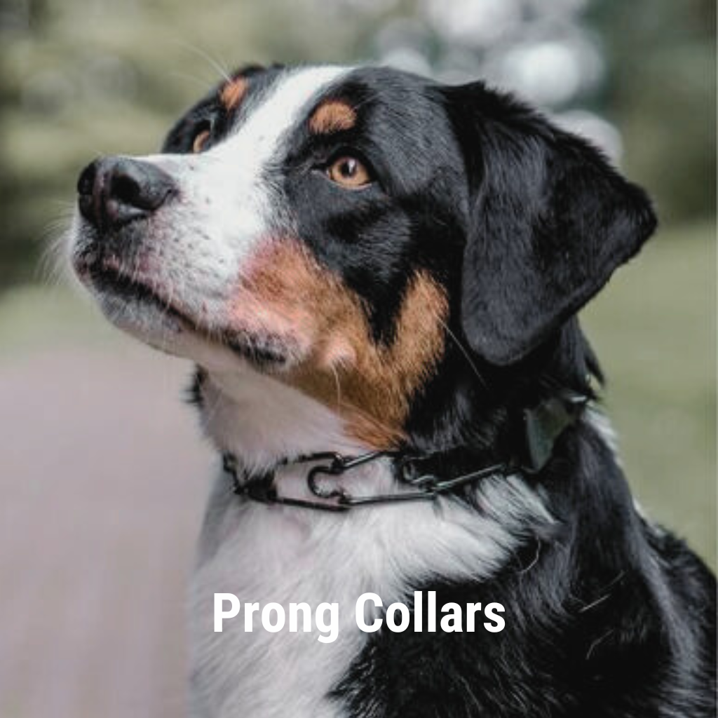 Prong Collars Ruffdog Sports