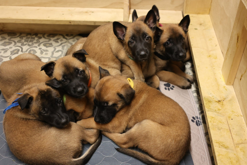 Ruffdog Sports Top Sport Dog Gear for Dogs & Trainers