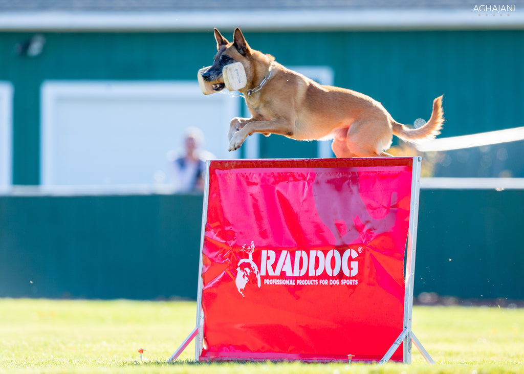 Dog jumping over raddog gate