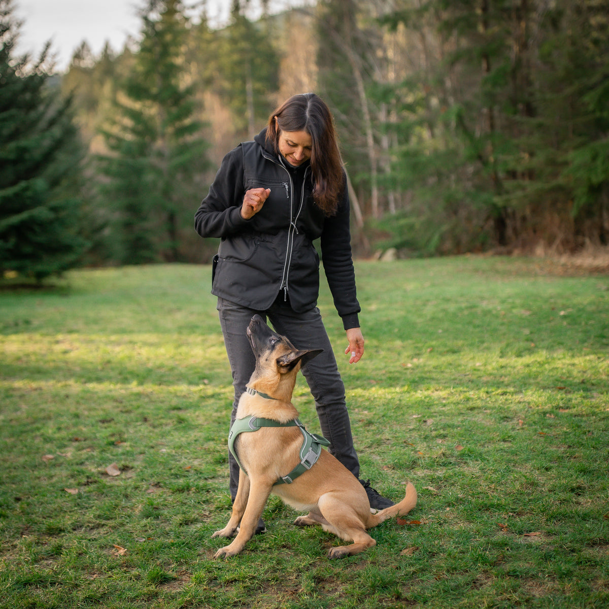 Pet Dog Training 10Pack