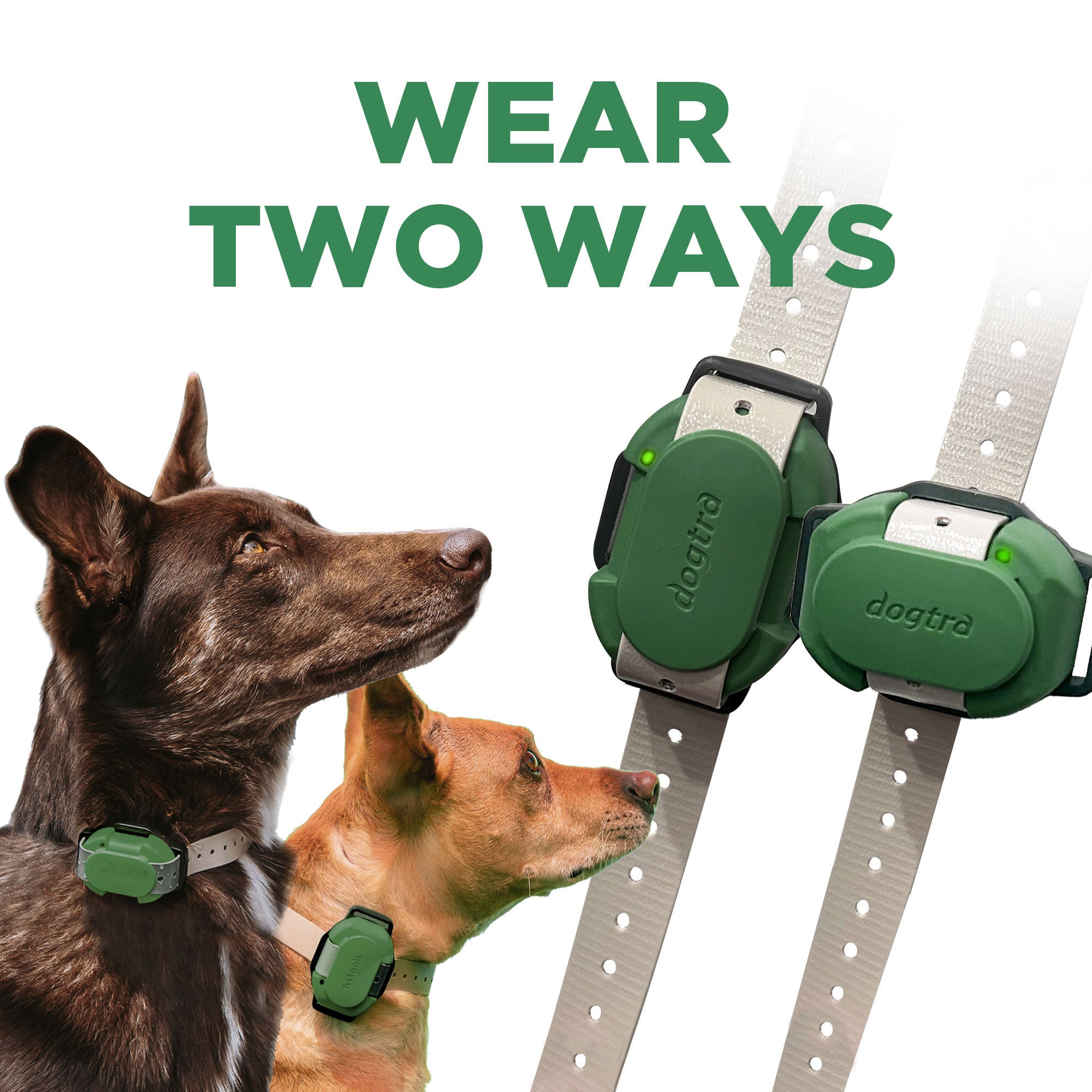 Dogtra collars clearance